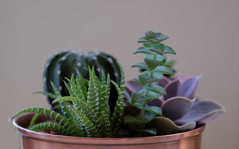 A Guide to Help You With a Succulent Transplant