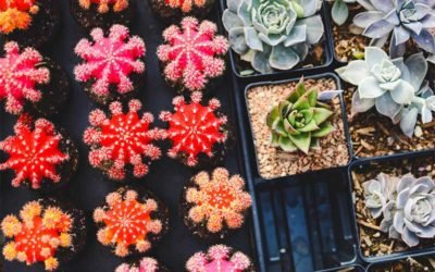 Everything You Need to Know About Desert Succulents