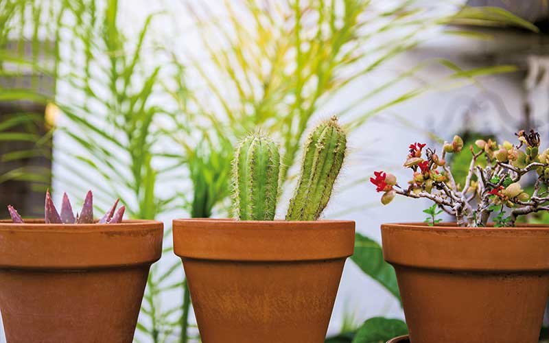 How to Care for Succulents in Containers