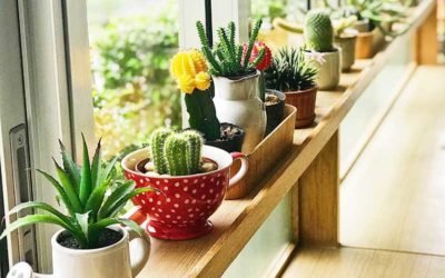 Succulent Tips for Beginners