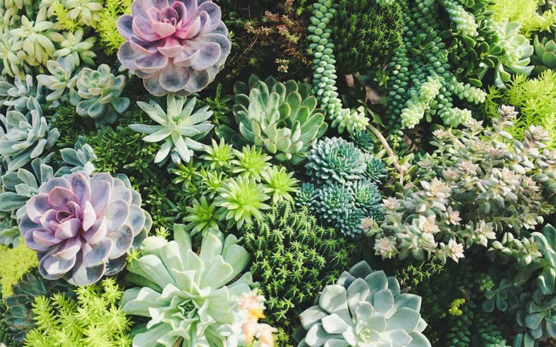 The Secret to Having Colorful Succulents