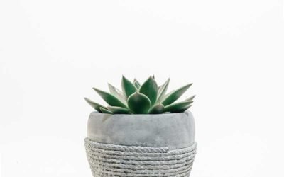 What Are The Mistakes To Avoid When Caring For A Succulent?
