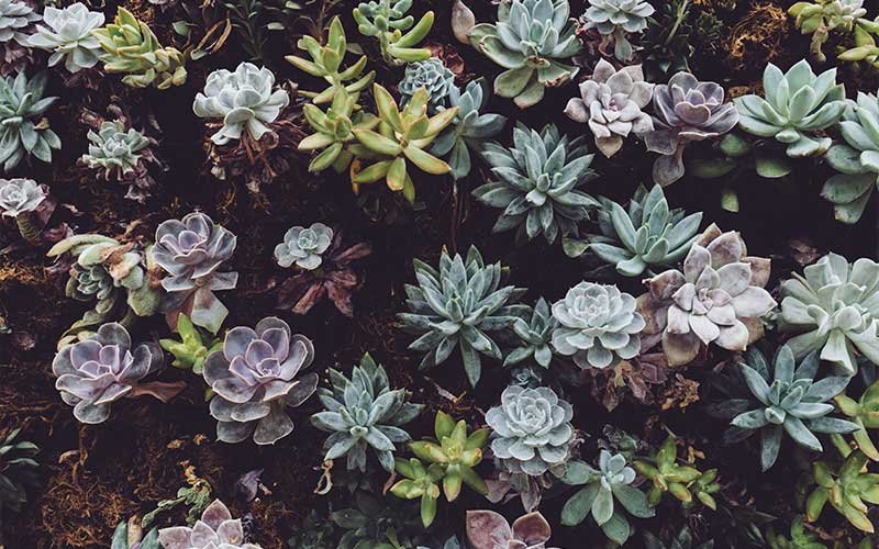 Aesthetic of the succulents   