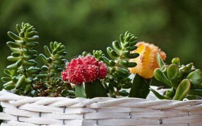 7 Charming Flowering Succulents to Grow in Your Home