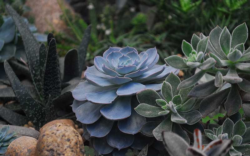 A Beginner's Guide to Watering Your Succulents