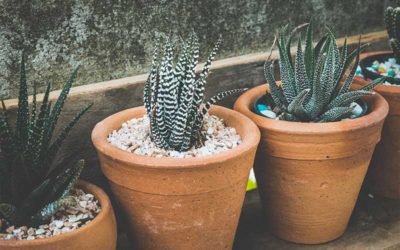 A Guide to Making the Perfect Succulent Soil Mix
