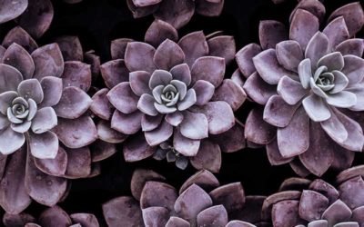 A Guide to Succulent Pests and Diseases