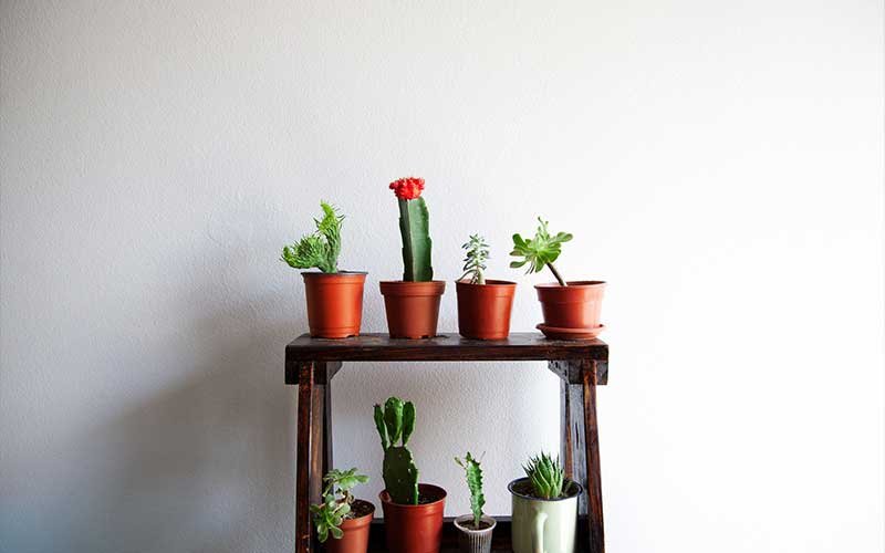 A Guide to Succulent Types that Improve Air Quality
