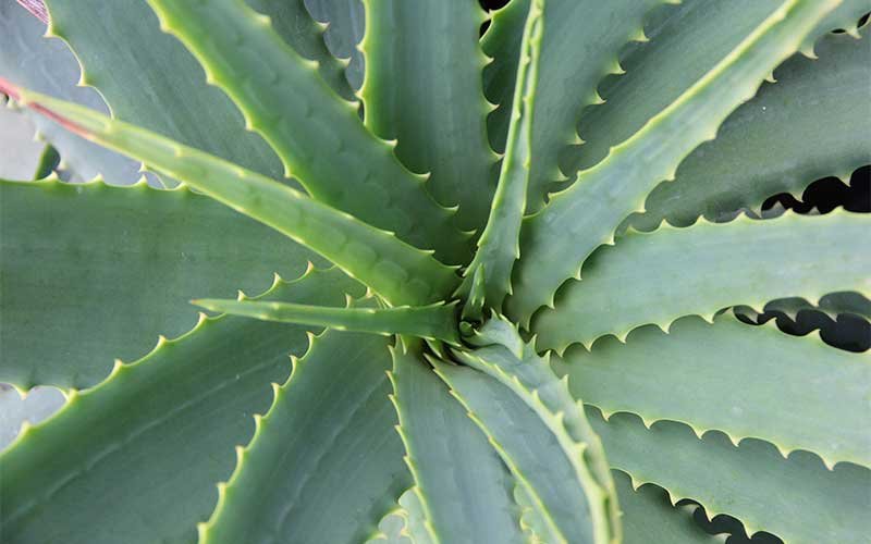Aloes are quite popular with succulent growers