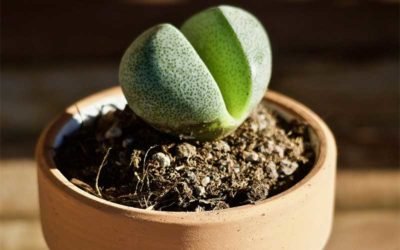 An Intensive Care Guide for Lithops