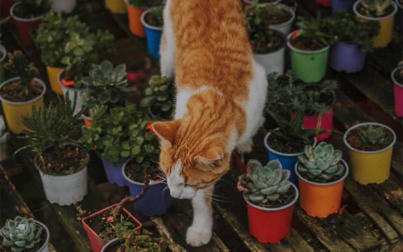 Are Succulents Poisonous To Cats?