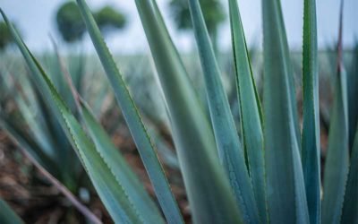 Best Agave Plants to Grow In Your Garden