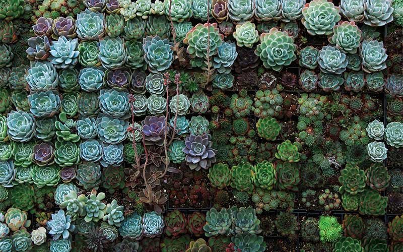 Common Mistakes to Avoid When Propagating Succulents
