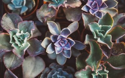 Common Succulent Problems You May Encounter and How to Solve These