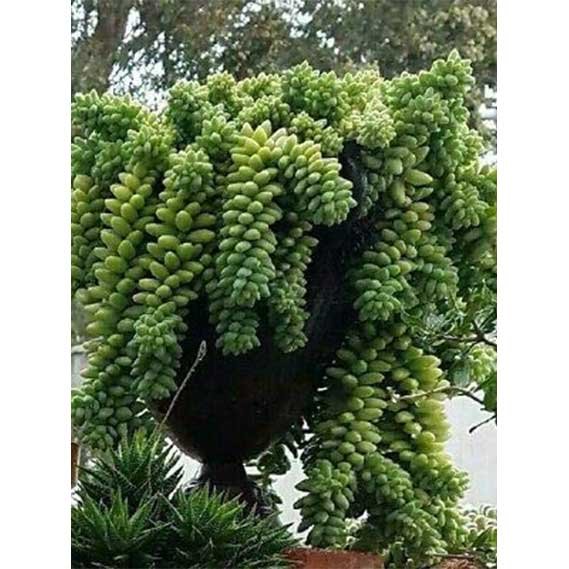 Donkey Tail Succulents 12 Pieces Large Cuttings Rare