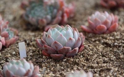 Everything You Need to Know About Planting Succulents Outdoors