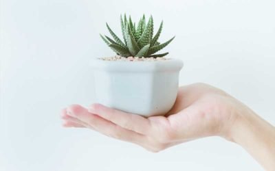 How Do I Know If My Succulent Is Healthy?