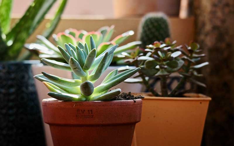 How Will You Know if Your Plant is Stretching For More Light, or Merely Sprawling Out?