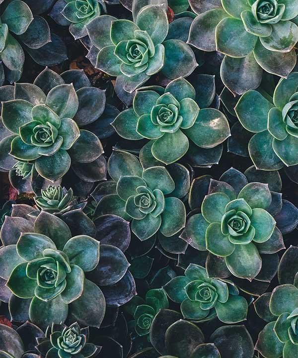 How to Stop Succulents From Spreading
