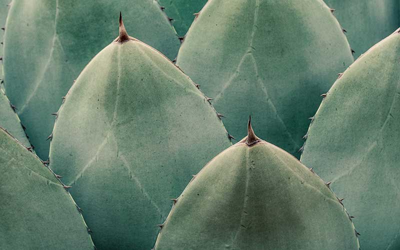 Information about Agave Plants