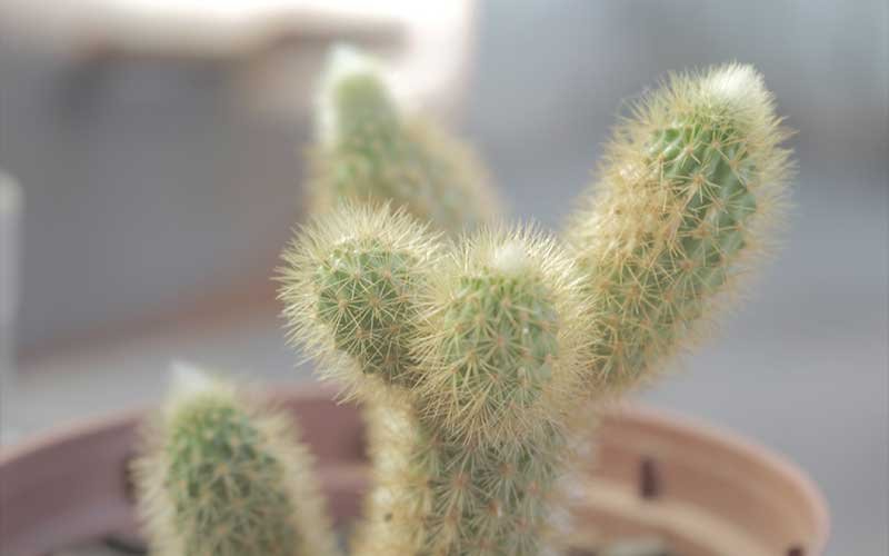 Peanut Cactus