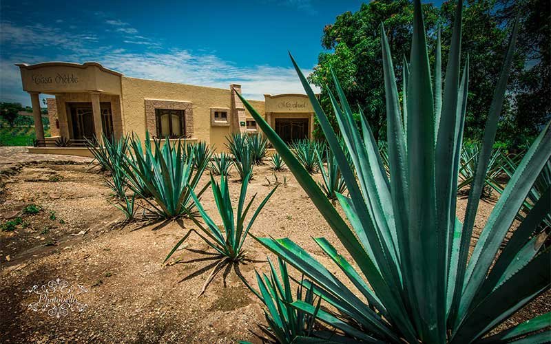 Protect yourself from spines and exposure to the agave sap