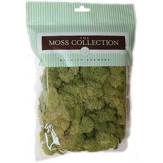 Quality Growers QG2060 Preserved Reindeer Moss
