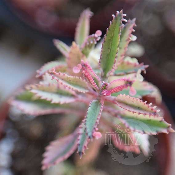 Rooted Plant PINK BUTTERFLIES Mother of thousands Kalanchoe Rare succulent