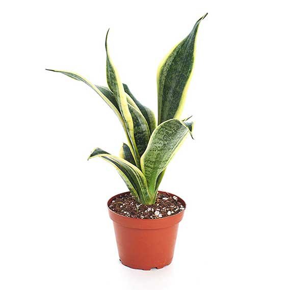 Shop Succulents Live Sanseveria Trifaciata 'Superba' Plant 4"