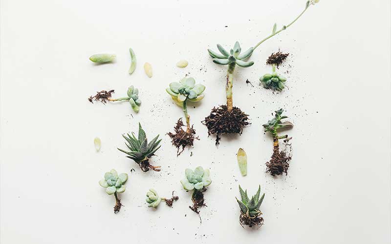 Signs Of An Unhealthy Succulent