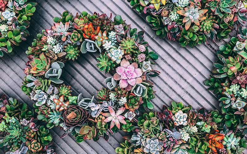 Steps in Making Your Succulent Wreath
