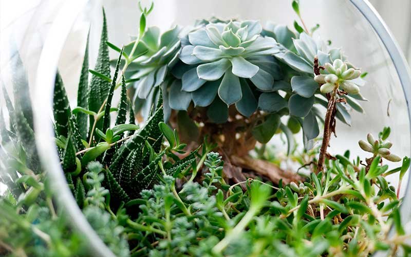 The Best Succulent Gardens in The World