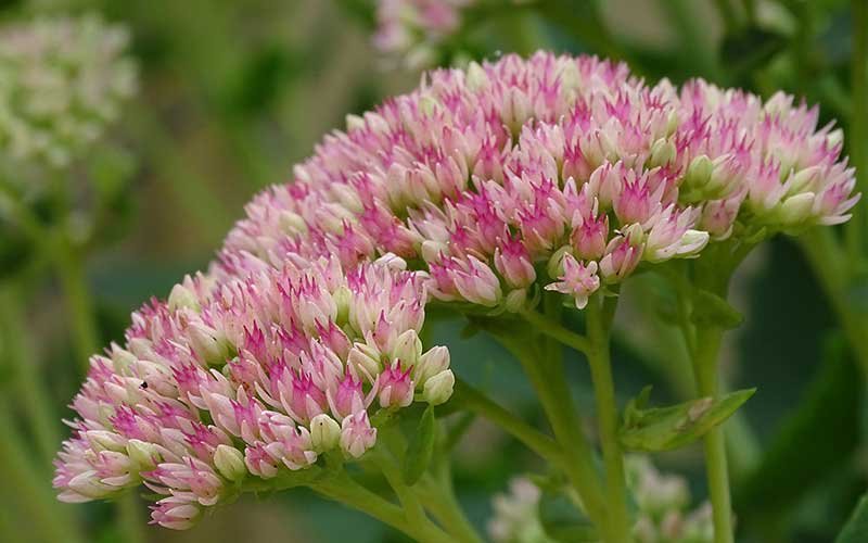 Top Tips in Growing and Caring for Sedum Succulents