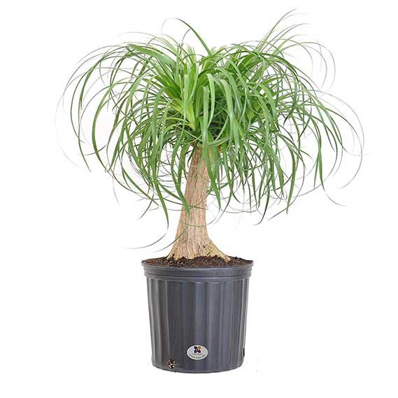 United Nursery Ponytail Palm Tree