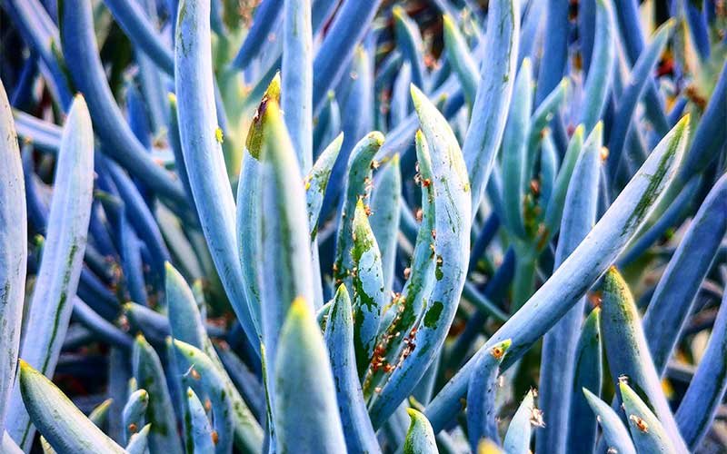 What Are the Best Succulents to Grow in Winter?