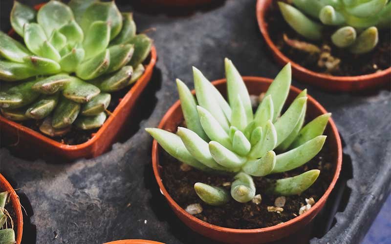 What Are the Most Popular Types of Succulents?