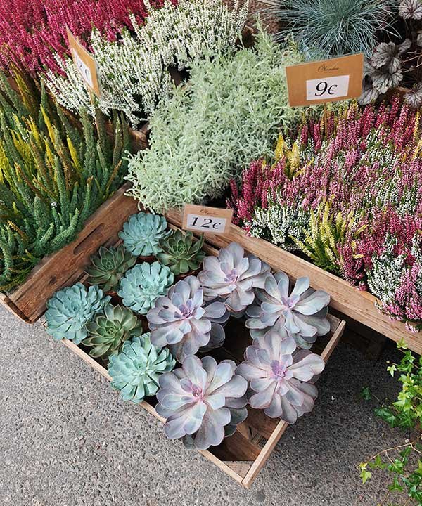What Does Succulent Signify in Other Cultures?