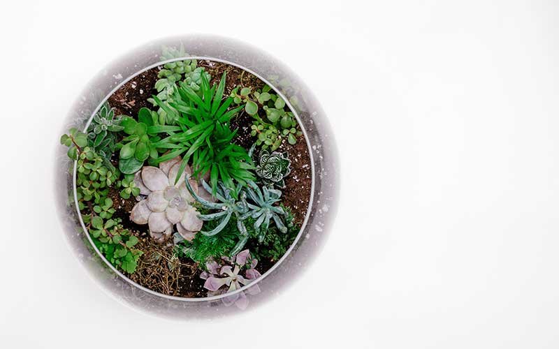 What To Do if Your Pet Accidentally Ingested a Toxic Succulent