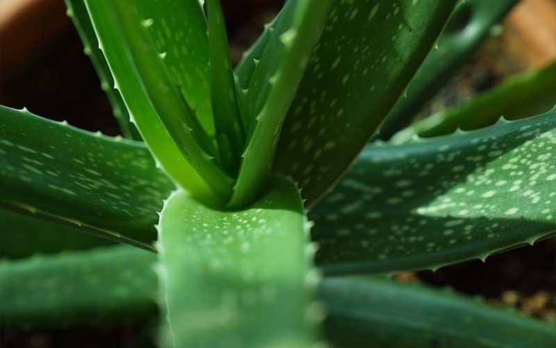 What You Need to Know About the Growth and Care for the Aloe Vera Plant