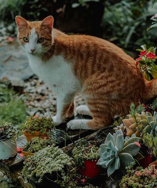 What to Do if Your Cat Accidentally Ingested a Toxic Succulent