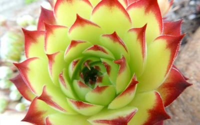 Why Do Succulents Die After Blooming?
