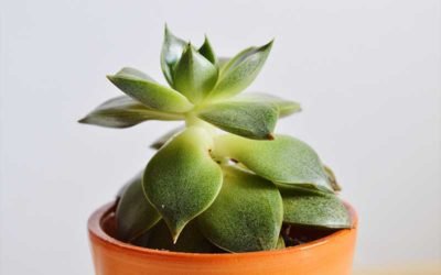 Why Succulents Stretch and How to Fix These