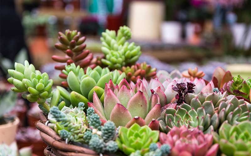 succulents because of their beautiful and vibrant colors