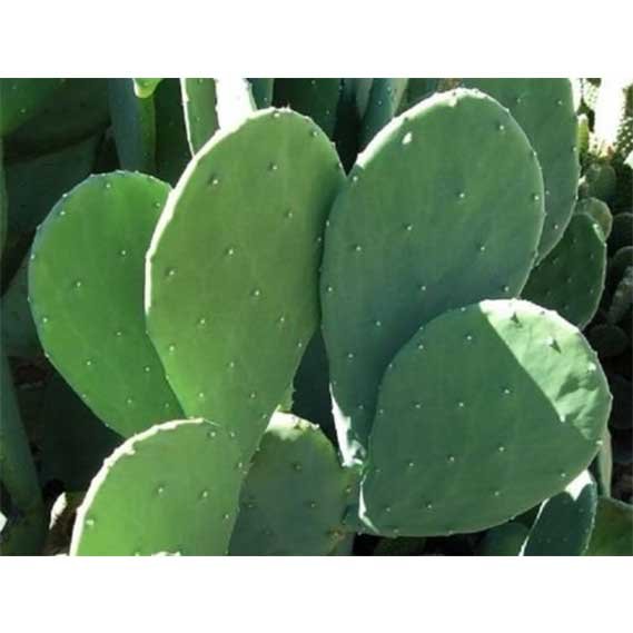4 Spineless Prickly Pear Cactus Cuttings