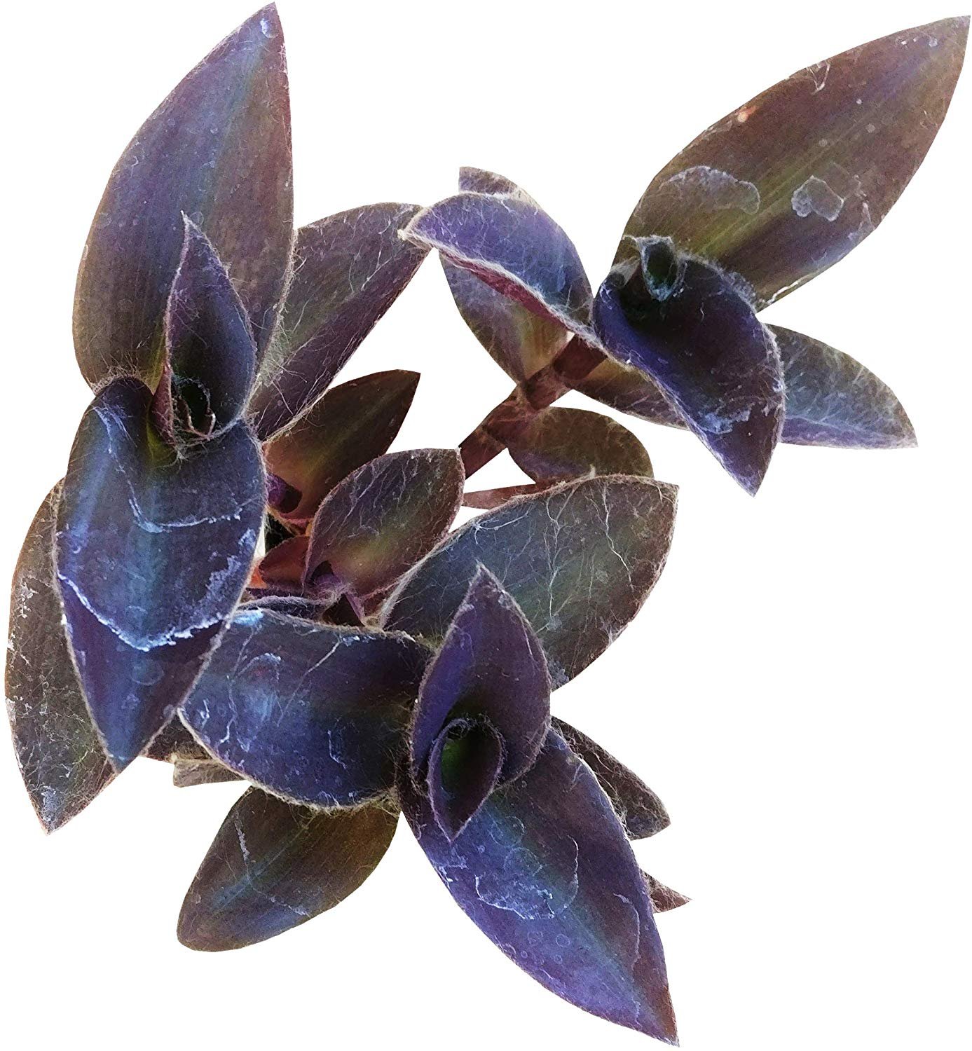 Purple Heart Tradescantia Pallida Purple Queen Wandering Jew 'Purpurea' Plant
