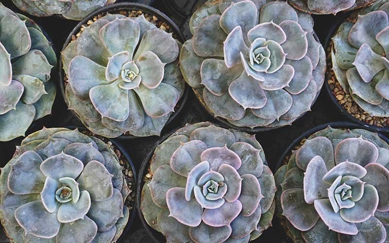 A Guide on How to Care For Echeveria Perle Von Nurnberg