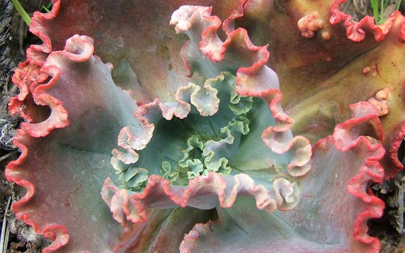 A Guide to Propagating and Caring for Echeveria Neon Breakers