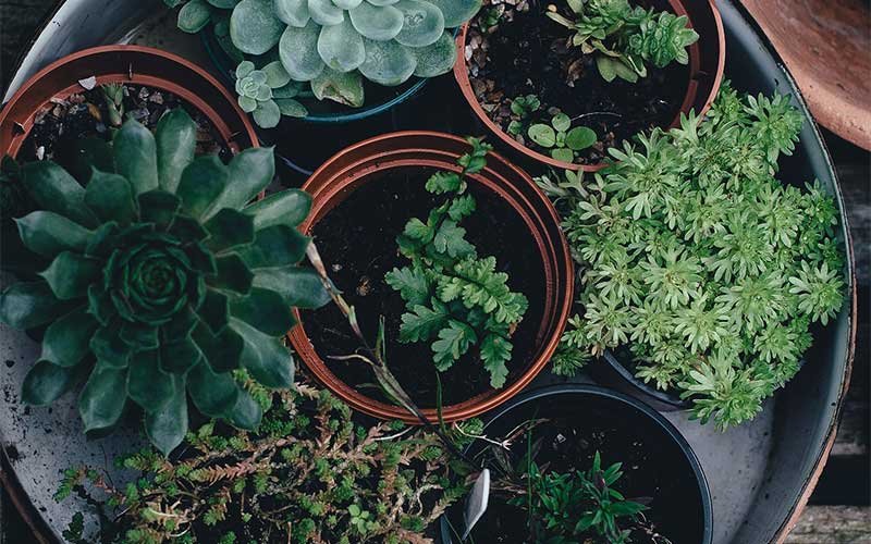 Additional Tips on Fertilizing Succulents