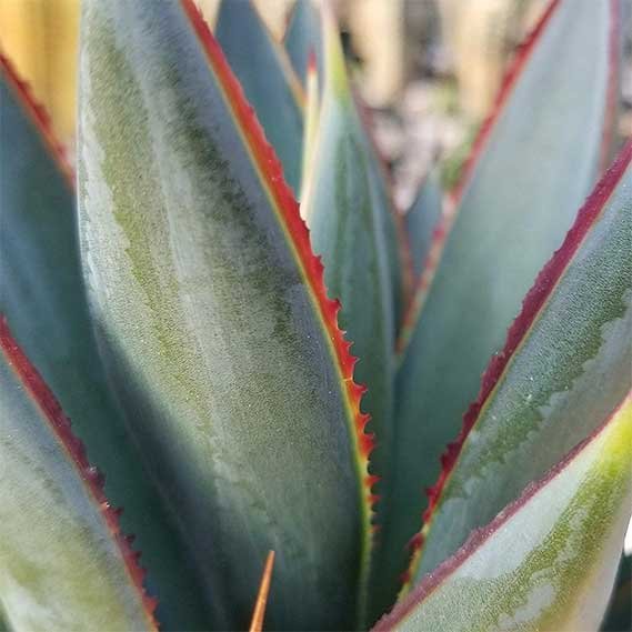 Agave Blue Glow Cactus Cacti Succulent Real Live PlantAgave Blue Glow Cactus Cacti Succulent Real Live Plant