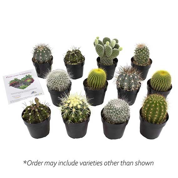 Altman Plants Assorted Live Cactus